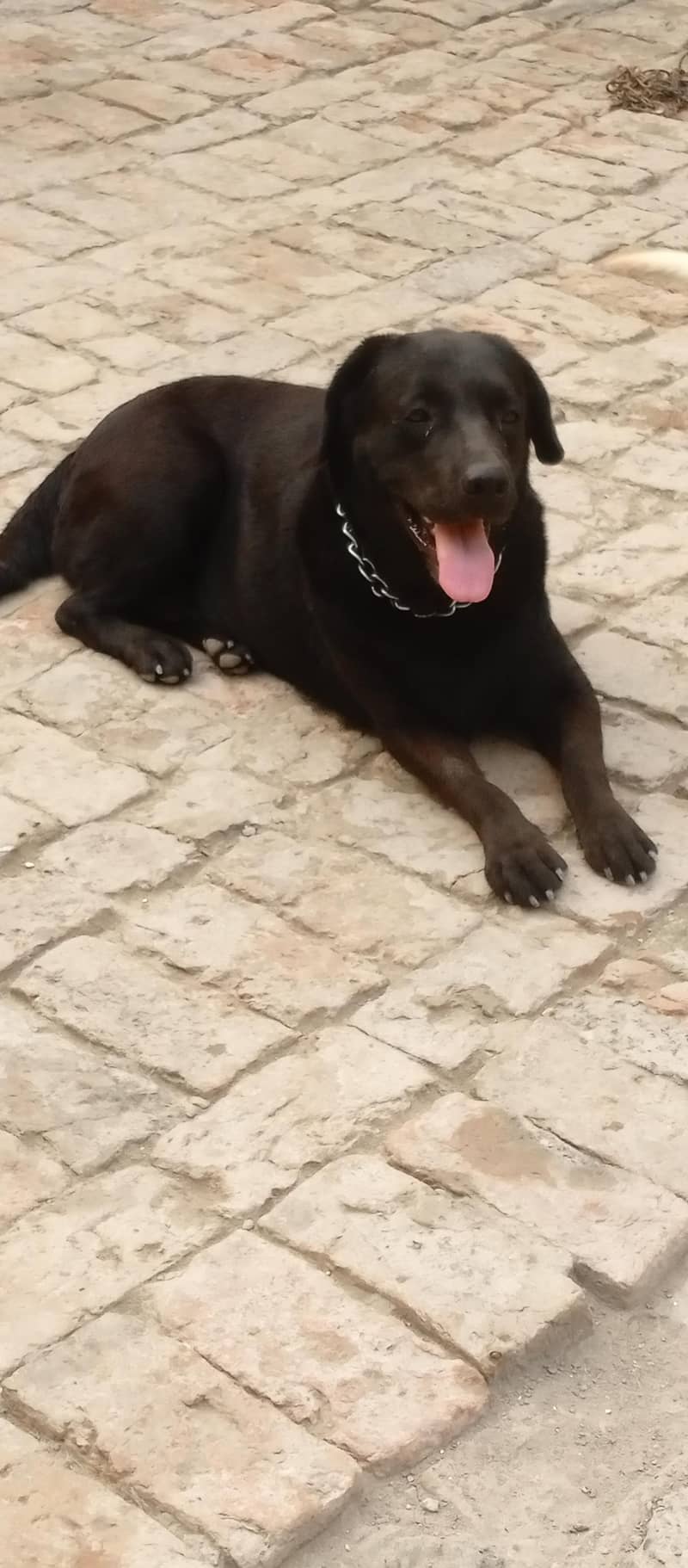 Labra 0