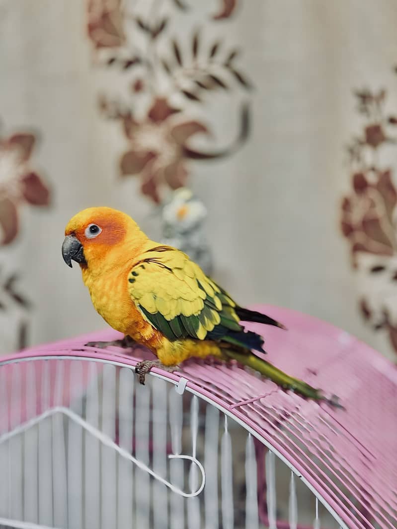 Sun conure 3