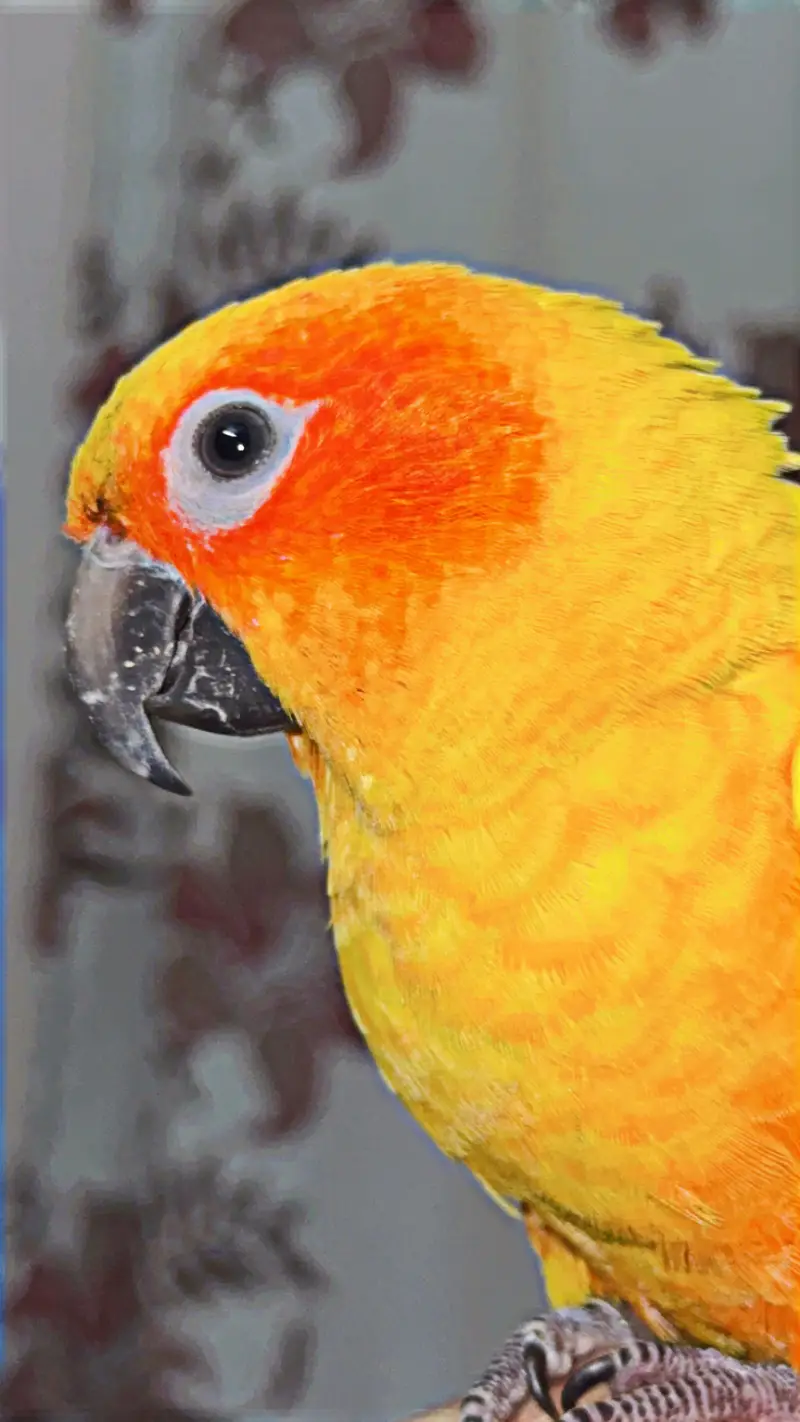 Sun conure — photo 2
