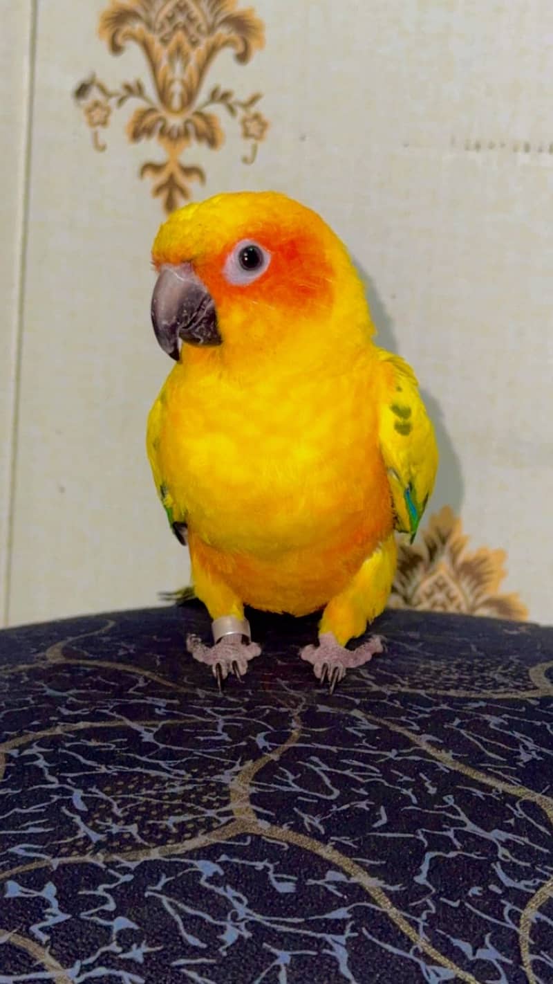 Sun conure 2