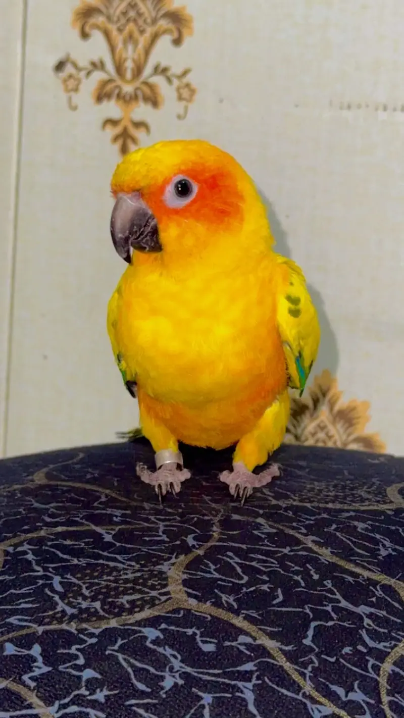 Sun conure — photo 3