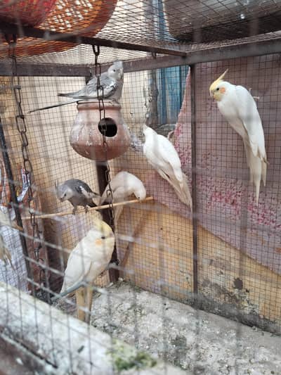 Healthy Cockatiel Breeder Pair & 6 Young Birds For Sale  | Sargodha