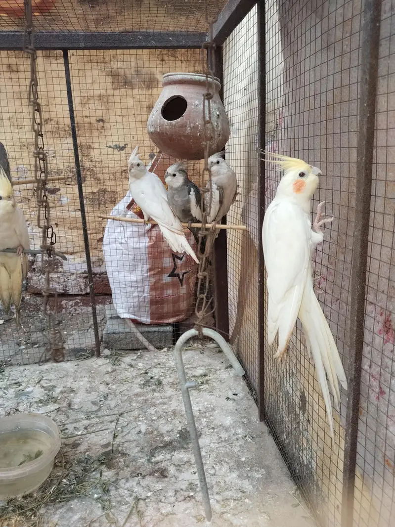 Healthy Cockatiel Breeder Pair & 6 Young Birds For Sale  | Sargodha — photo 2