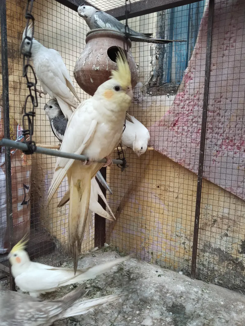 Healthy Cockatiel Breeder Pair & 6 Young Birds For Sale  | Sargodha — photo 3
