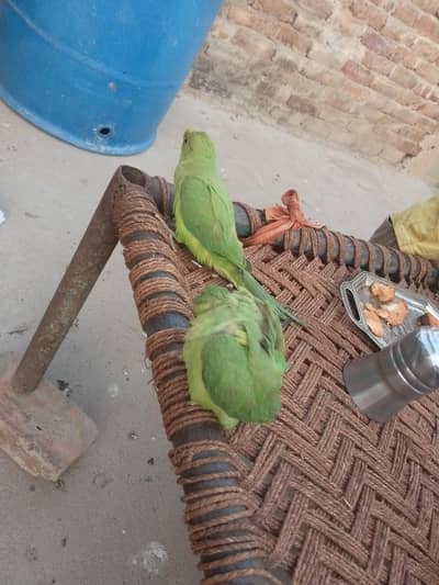 baby parrot pair hend tame hen 2no apni marzi se bolty hen friendly he