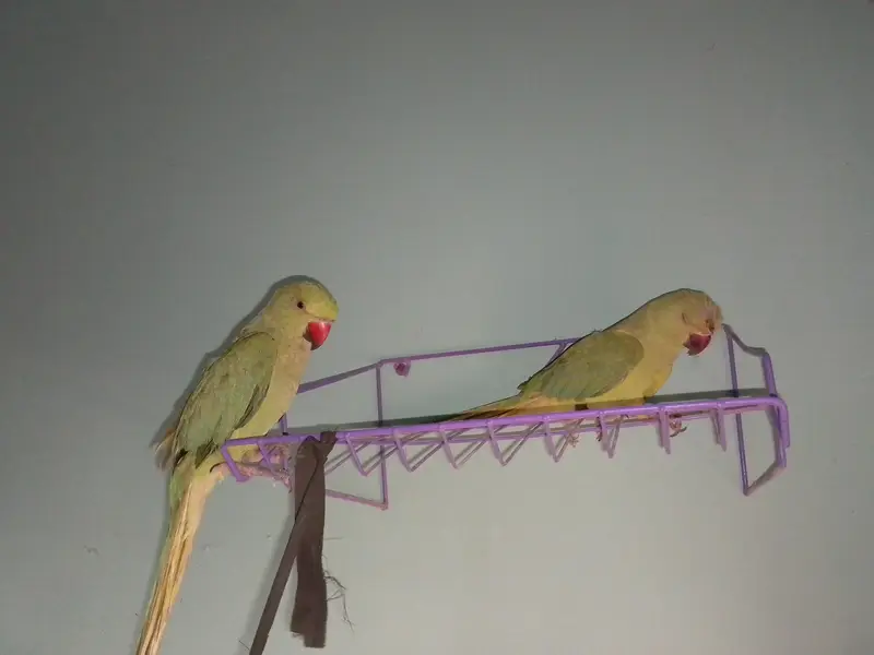 baby parrot pair hend tame hen 2no apni marzi se bolty hen friendly he — photo 2