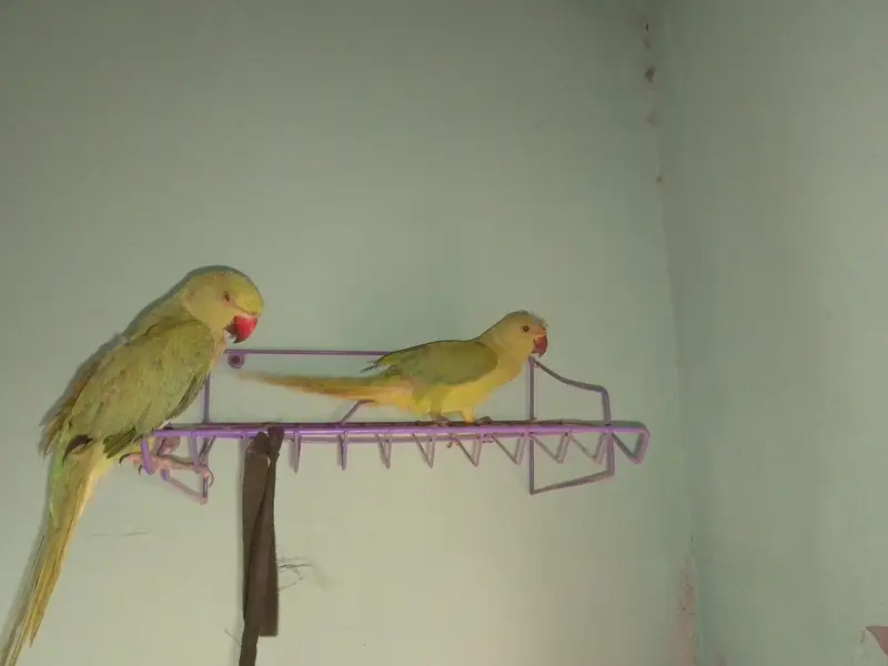 baby parrot pair hend tame hen 2no apni marzi se bolty hen friendly he — photo 3