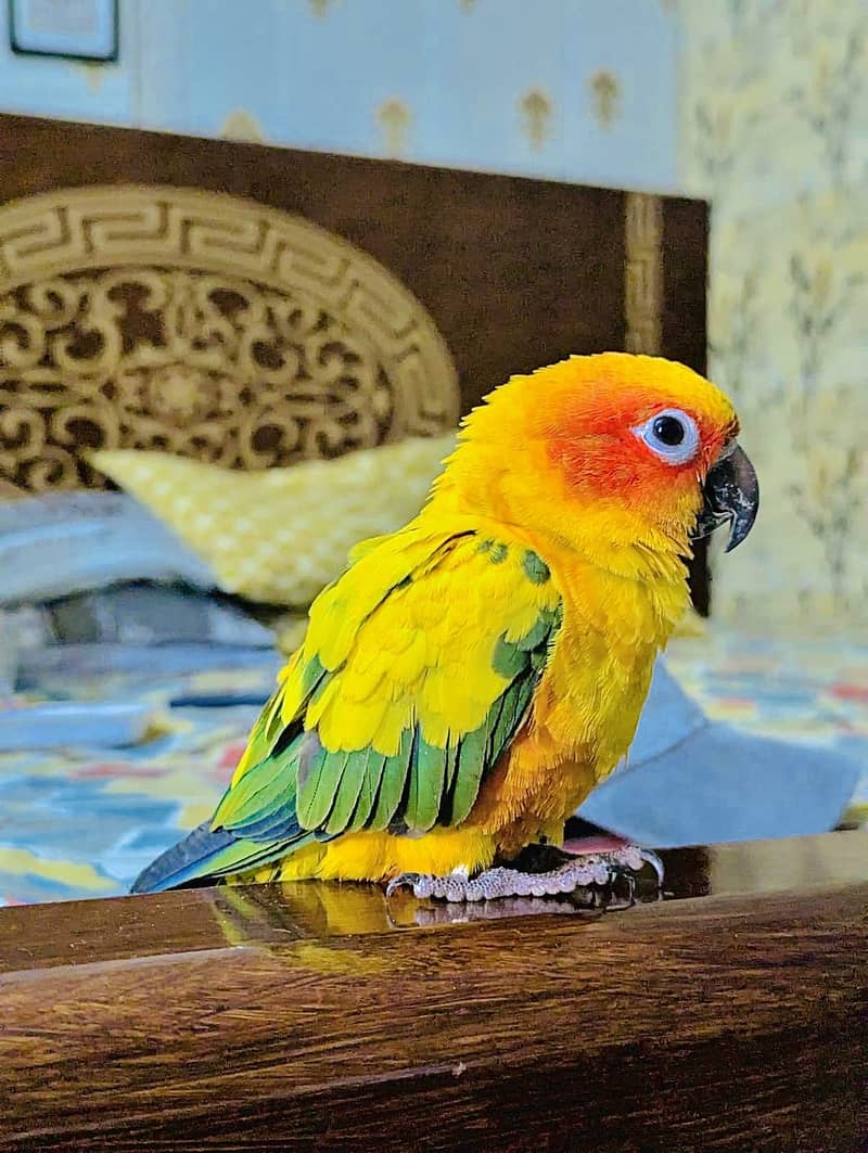 Sun conure 0