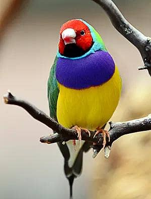 Gouldian finch