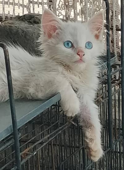 long coat blue eyes active cute male kitten