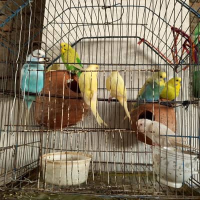 Australian parrots