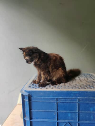 3ciated some punch face cat fore sell