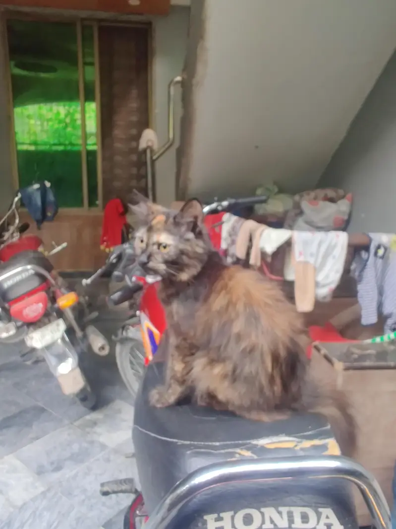 3ciated some punch face cat fore sell — photo 2
