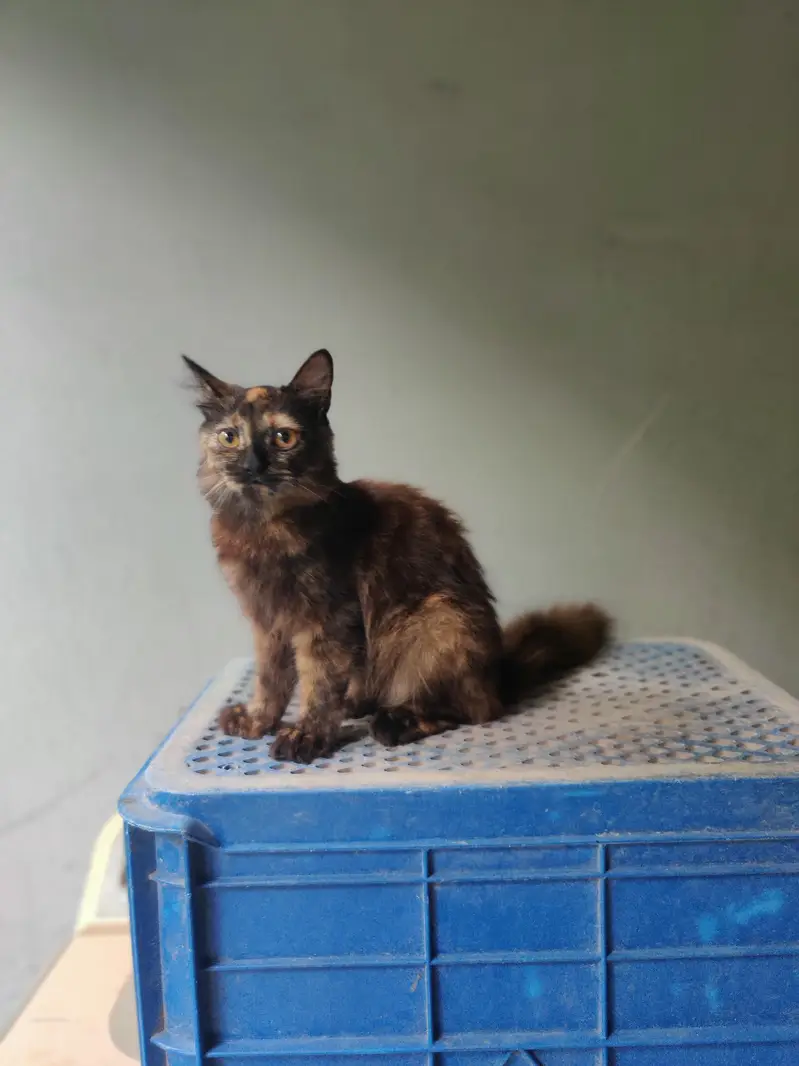3ciated some punch face cat fore sell — photo 3