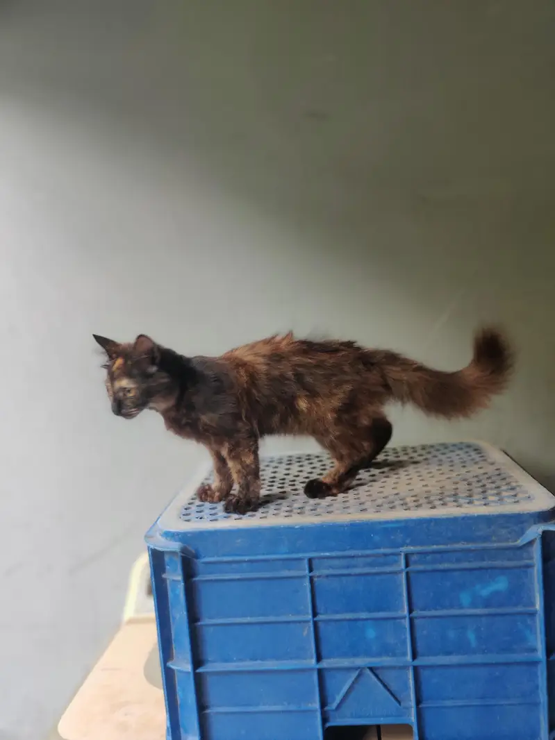 3ciated some punch face cat fore sell — photo 4