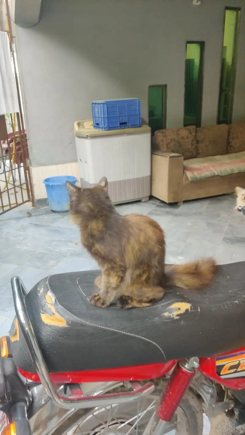 3ciated some punch face cat fore sell — photo 5