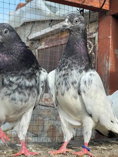 breeder Pigeon