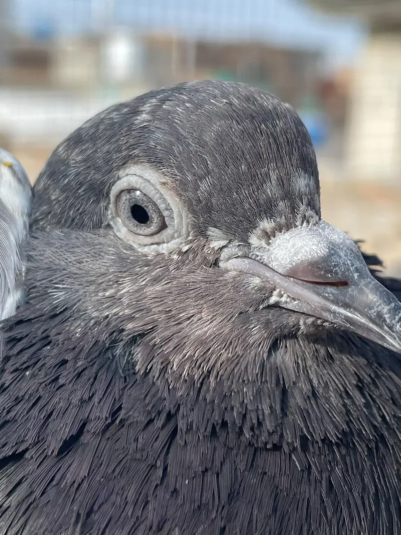 breeder Pigeon — photo 2