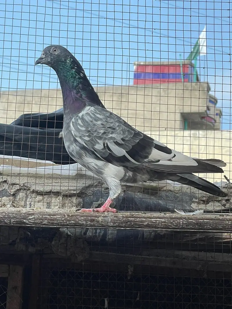 breeder Pigeon — photo 3