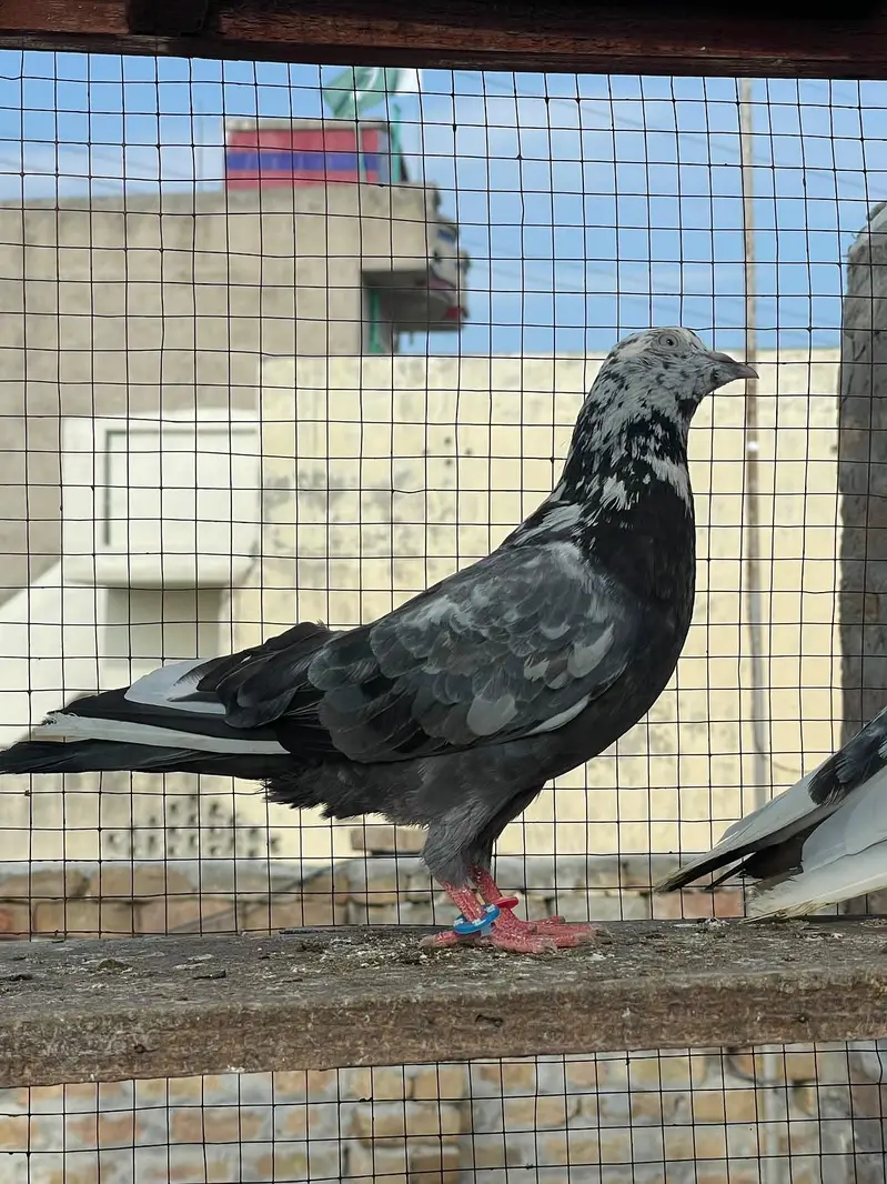 breeder Pigeon — photo 4