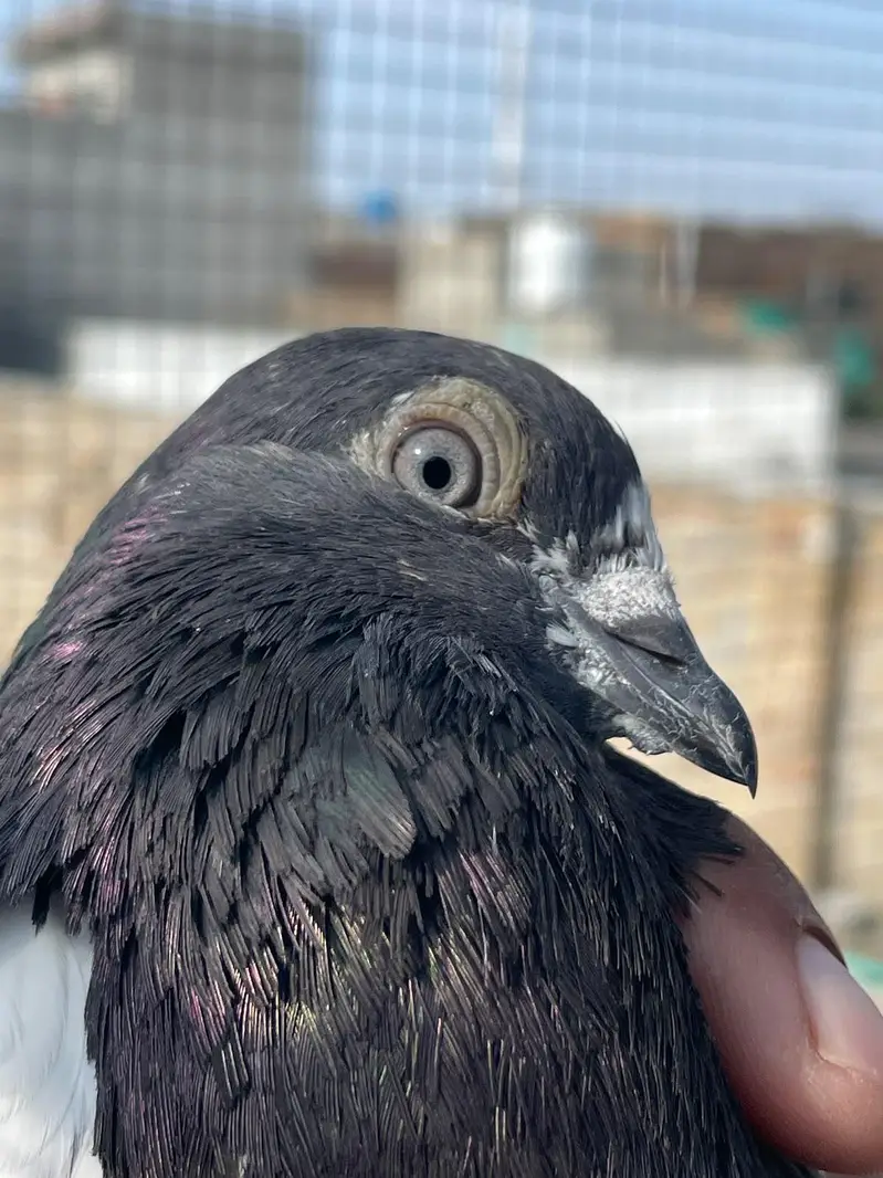 breeder Pigeon — photo 5