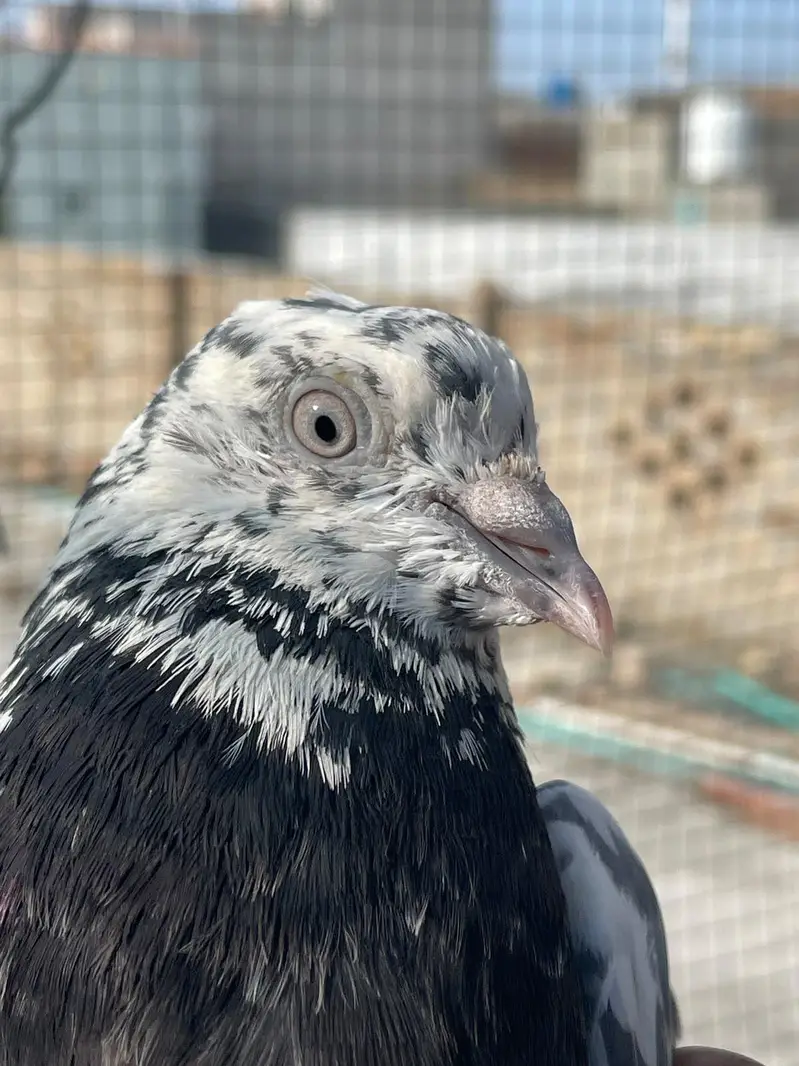 breeder Pigeon — photo 6