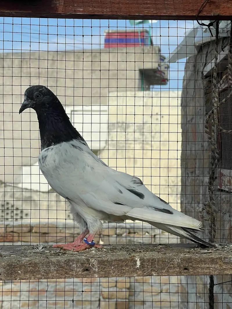 breeder Pigeon — photo 7