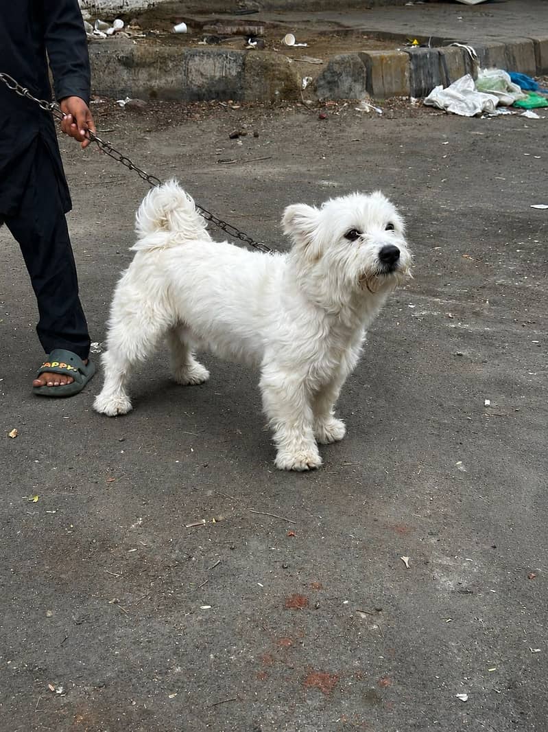 Dogie! 0