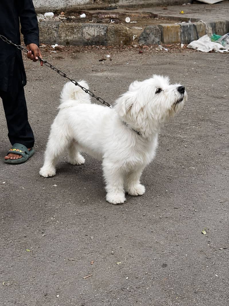 Dogie! 1