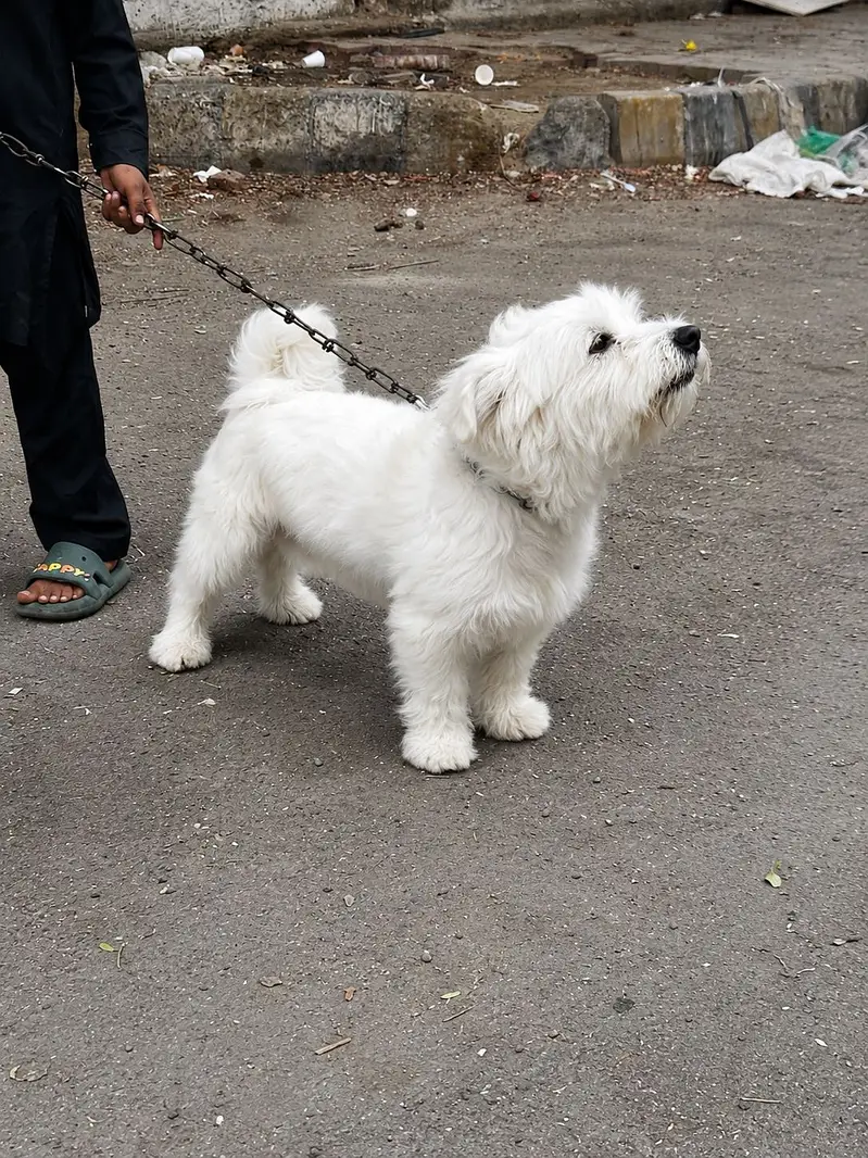 Dogie! — photo 2
