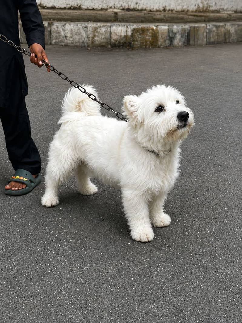 Dogie! 2