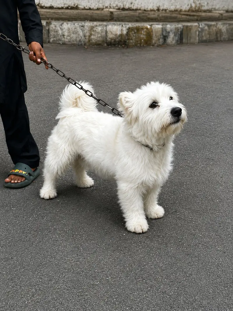 Dogie! — photo 3