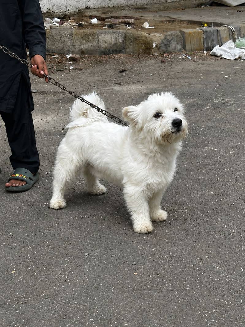 Dogie! 3