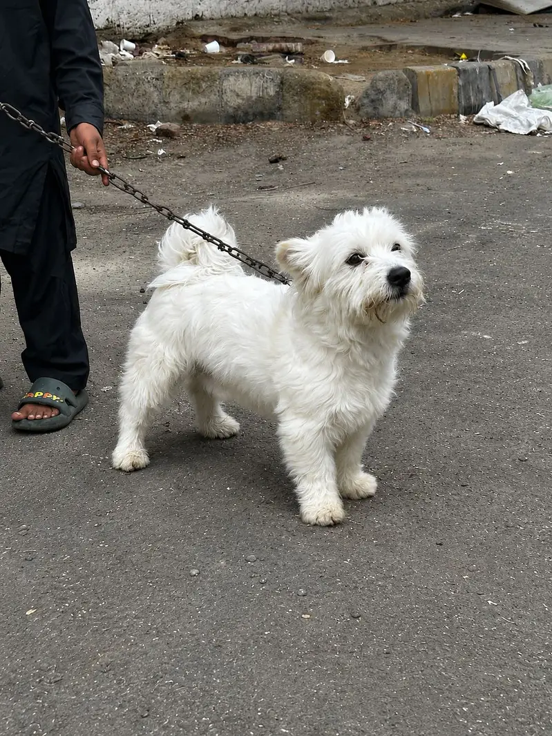 Dogie! — photo 4