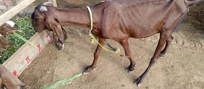 Pure Nagri Baki(Goat)
