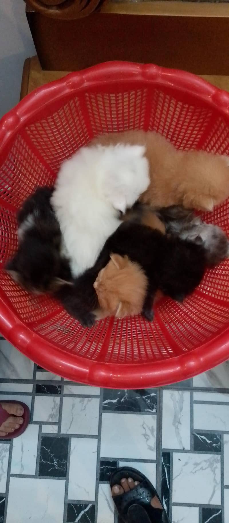 Persian kittens 0