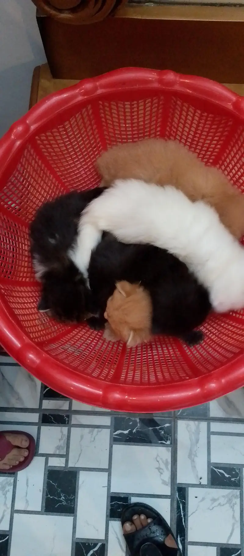 Persian kittens — photo 2