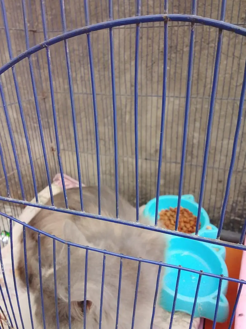 Persian cat — photo 2