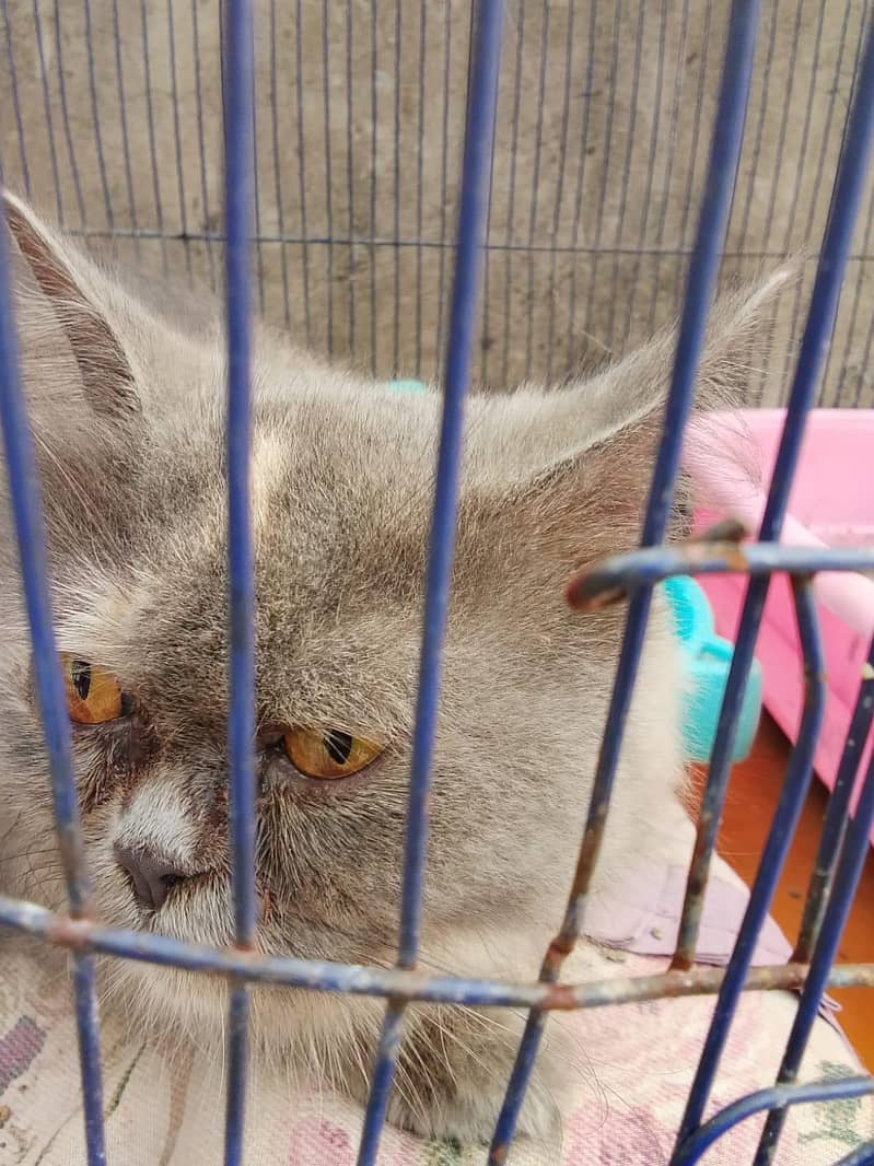 Persian cat 2