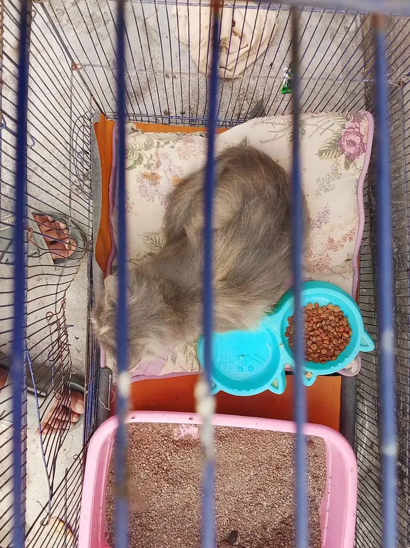 Persian cat — photo 4