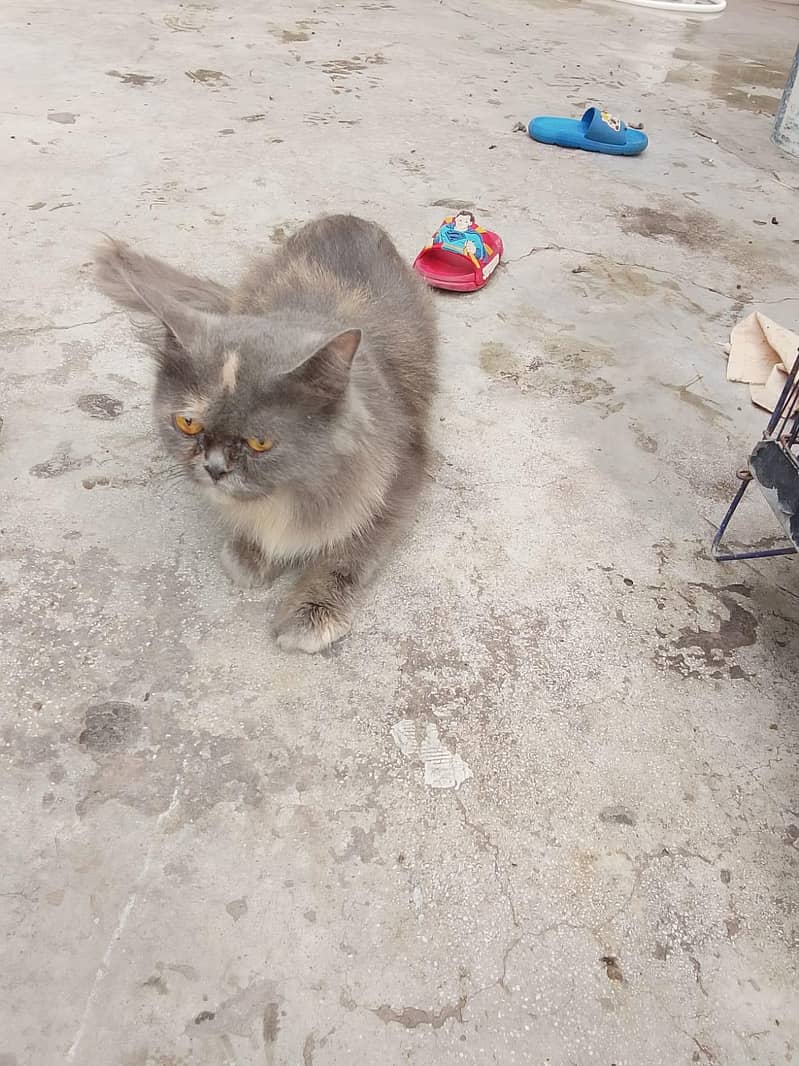 Persian cat 4