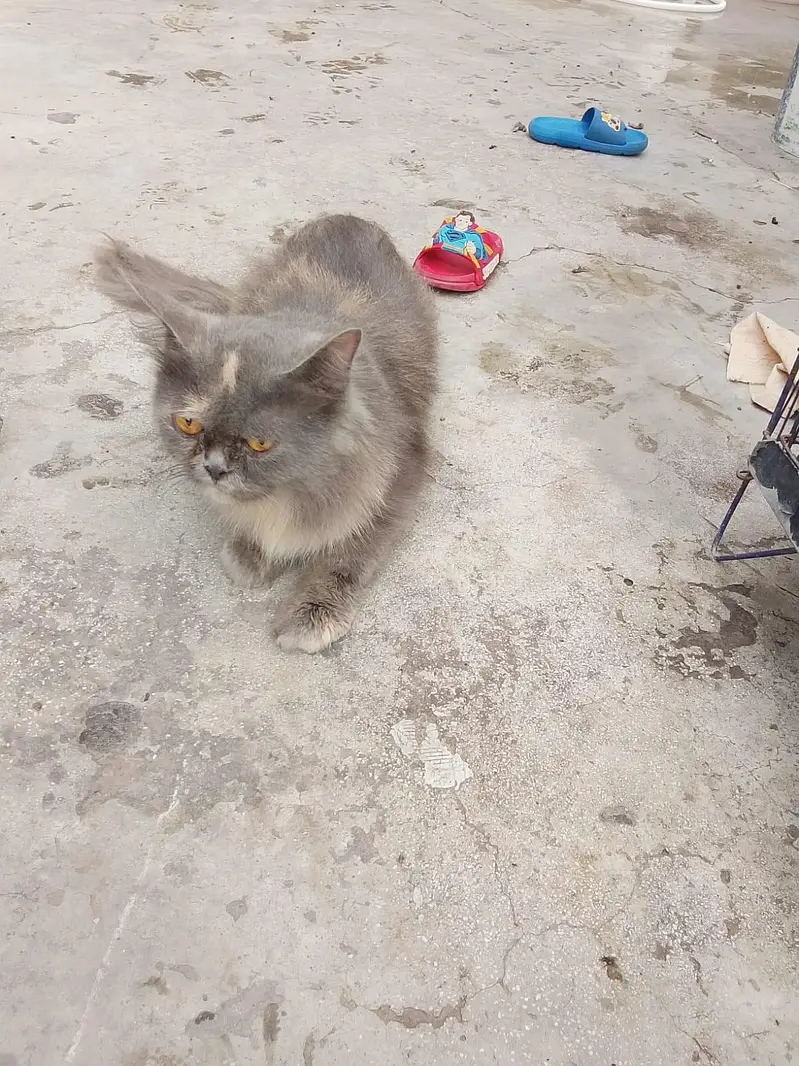 Persian cat — photo 5