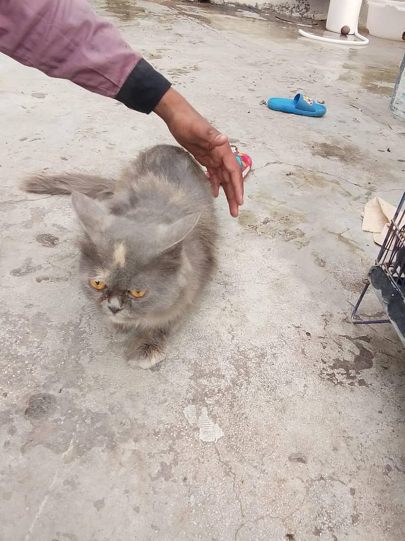 Persian cat 5