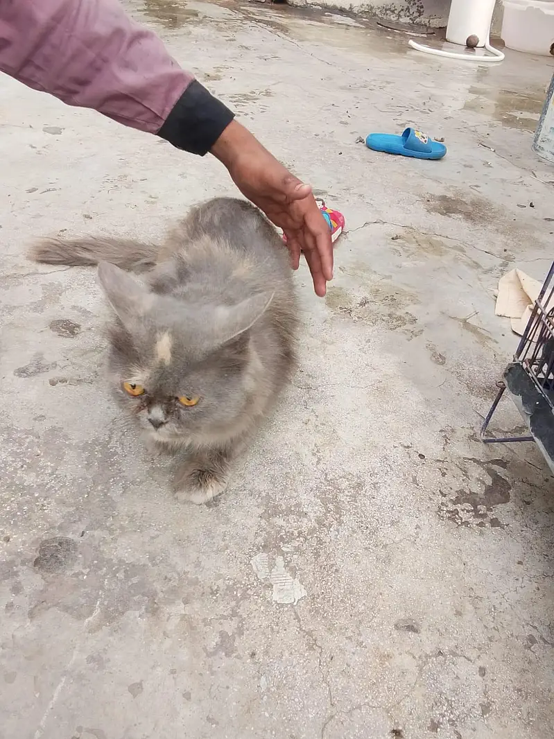 Persian cat — photo 6