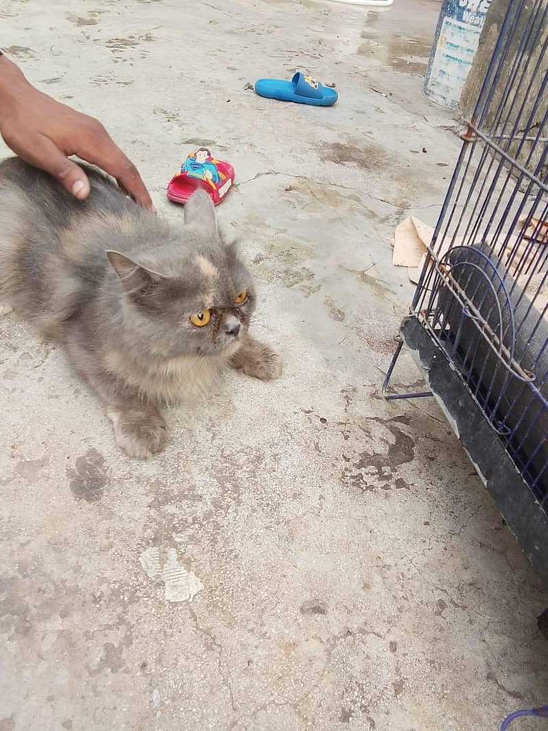 Persian cat 7