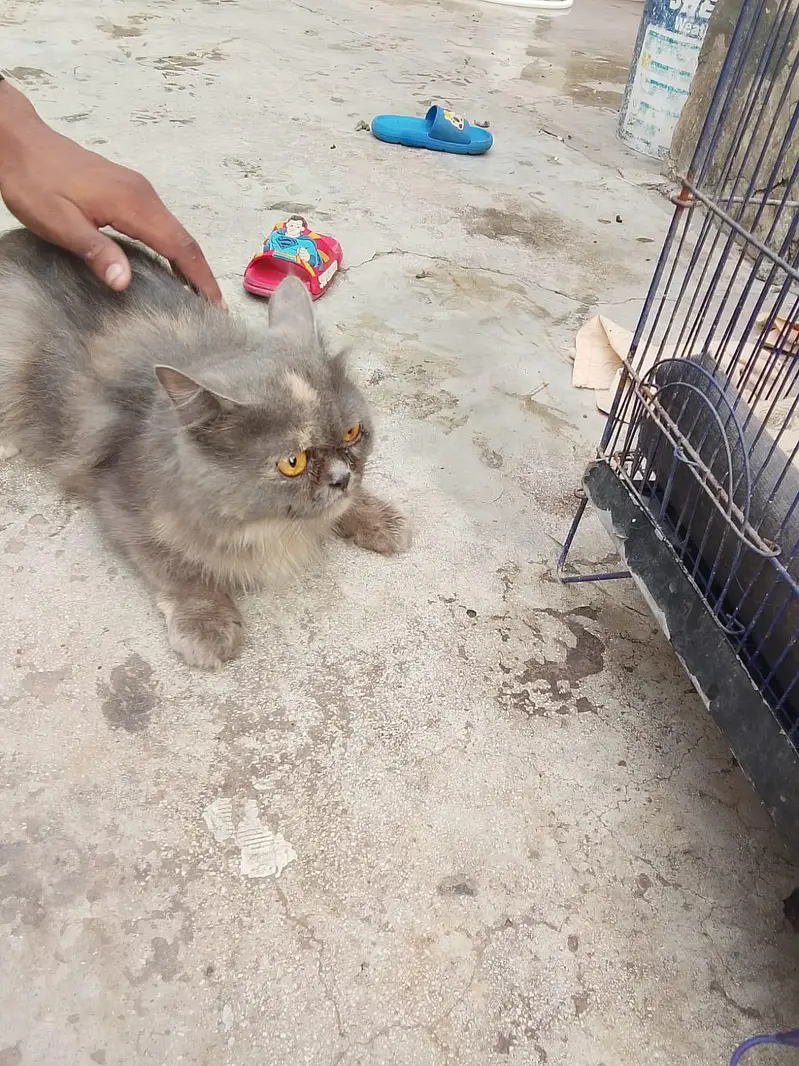 Persian cat — photo 8
