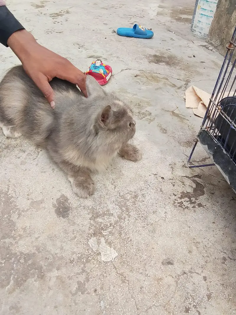 Persian cat — photo 9