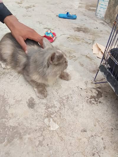 Persian cat