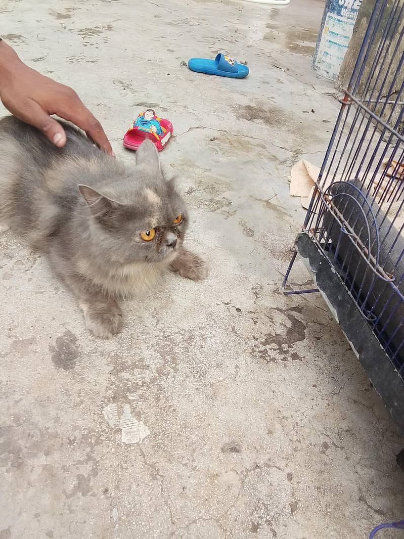 Persian cat 1
