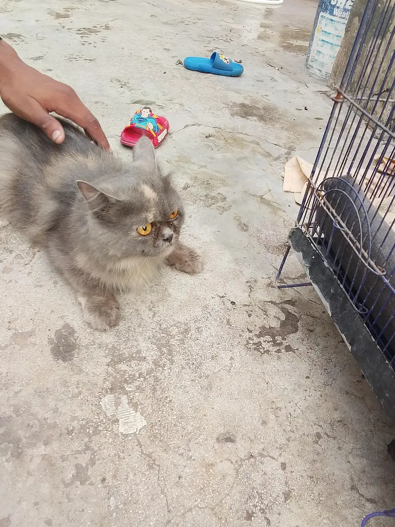 Persian cat — photo 2